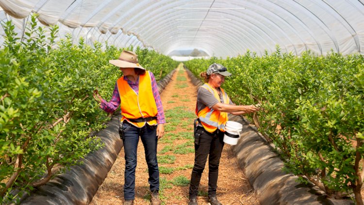 Farm facing worker shortages offers $50,000 incentive to attract fruit pickers