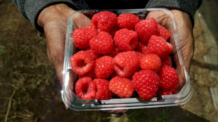 Interstate seasonal workers likely to be in Tasmania for the berry harvest later this month