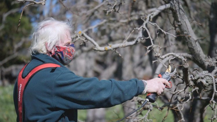 Family apple orchards dwindle in the famous growing region of Harcourt