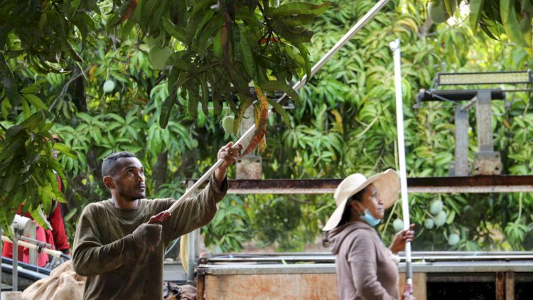 Federal Government's plan to allow fruit pickers from Vanuatu under threat