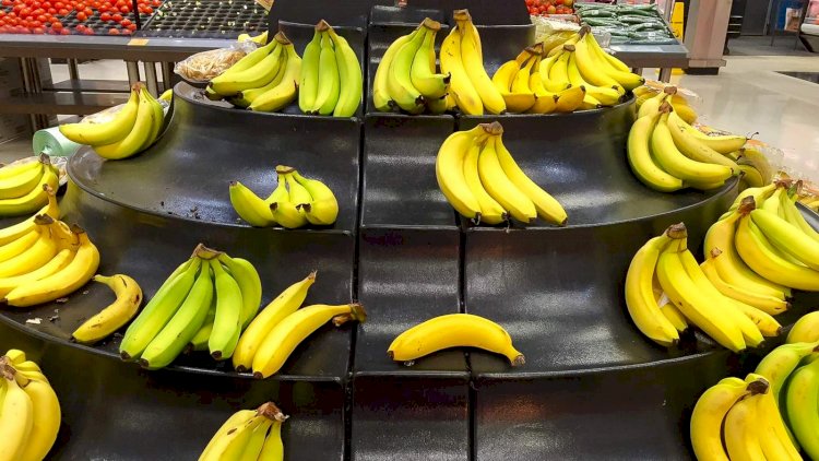 Devastating Panama disease detected in heart of banana-growing region