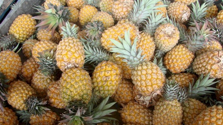 Sweet pineapple success for the Northern Territory