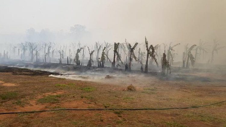 Bushfire destroys pioneering Qld banana plantation