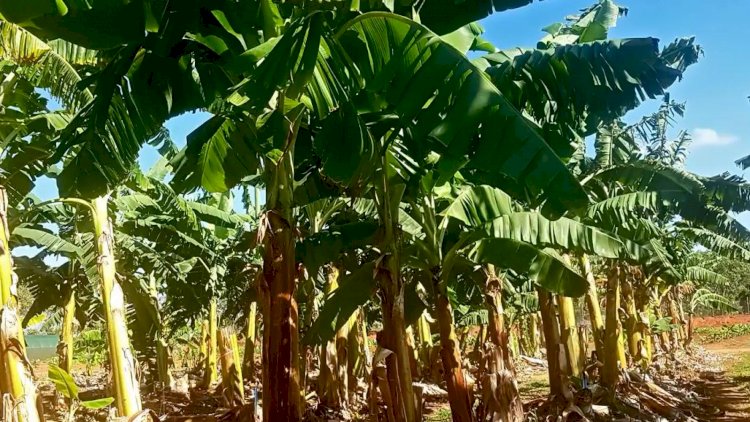 Mutated bananas could hold the key to Australia's banana industry future